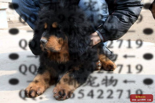 20110611_tibet_mastif