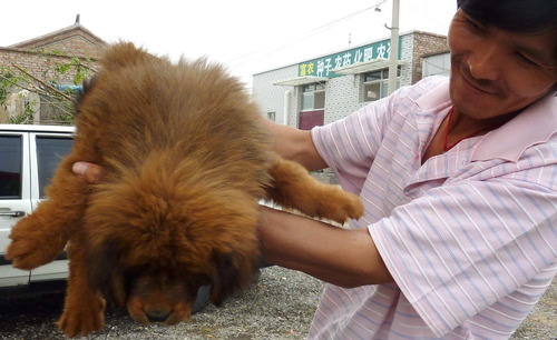 20110525_mastiff13