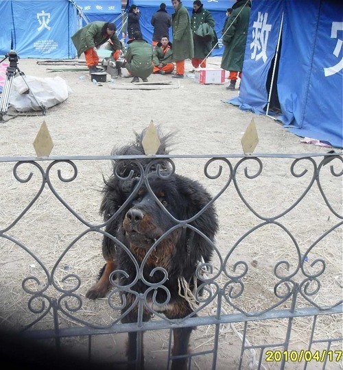20110525_mastiff7