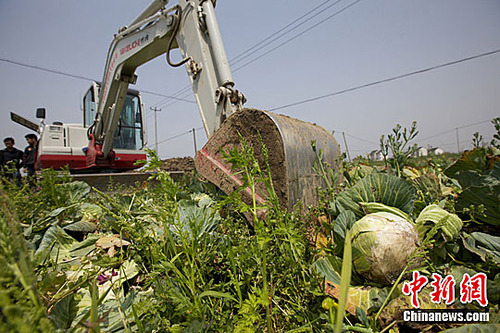 20110502_vegetable