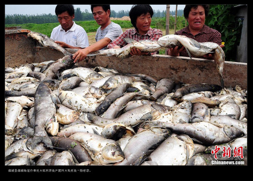 20110826_carp2