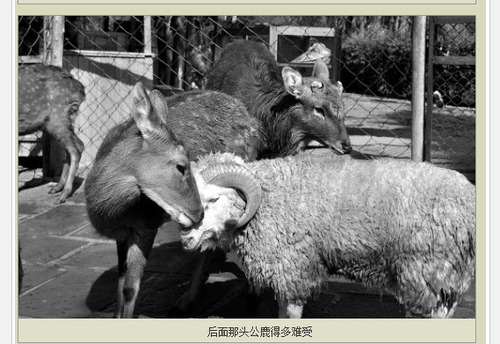 20111129_シカ_羊_禁断の恋_2