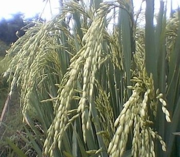 20101226_indonesia4