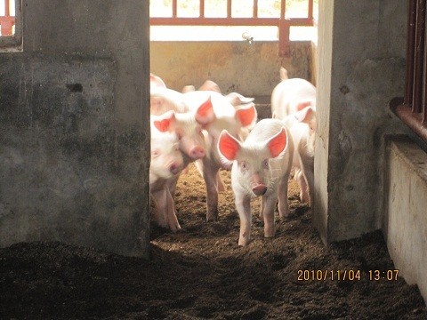 20110806_pig