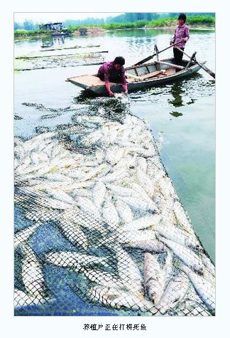 写真 養殖魚の大量死 水質汚染が原因か 大魚を手に涙する養殖業者 山東省 中国 新興国 海外ニュース コラム Kinbricks Now キンブリックス ナウ
