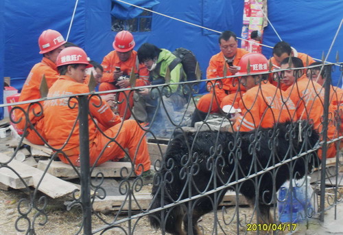 20110525_mastiff8