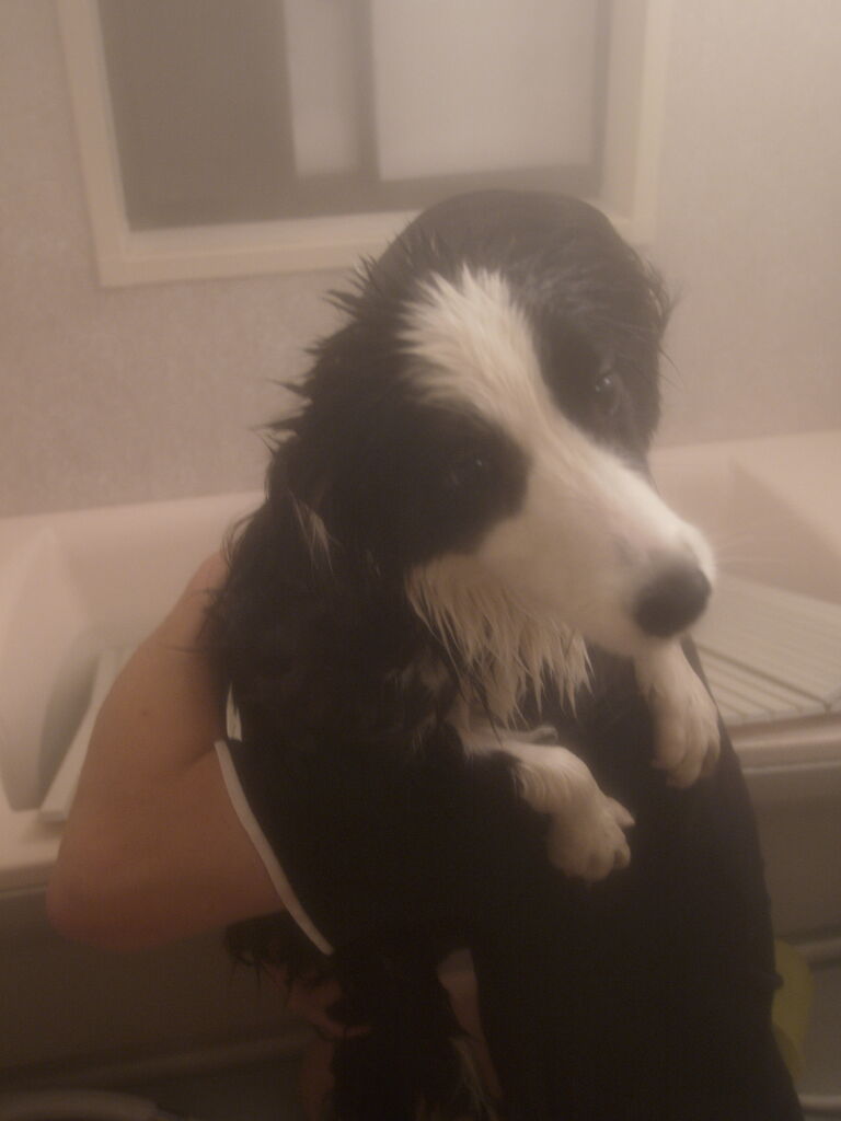 犬との日常4000 犬との日常