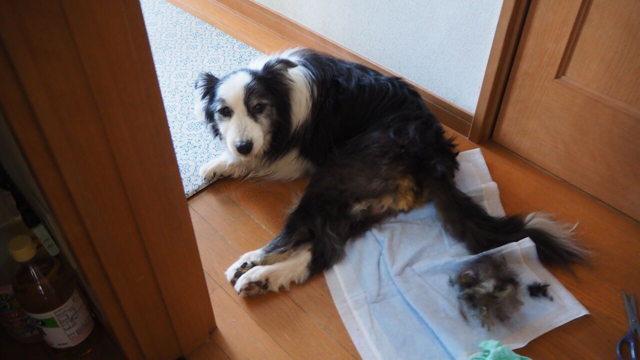 犬との日常3991 犬との日常 犬との日常3991 犬との日常