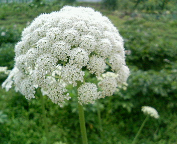 にんじんの花 農楽歩 Nogakubu
