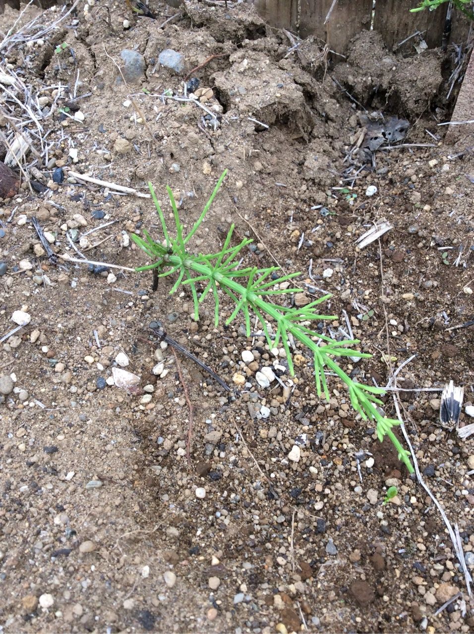 スギナの駆除 茨城東海岸