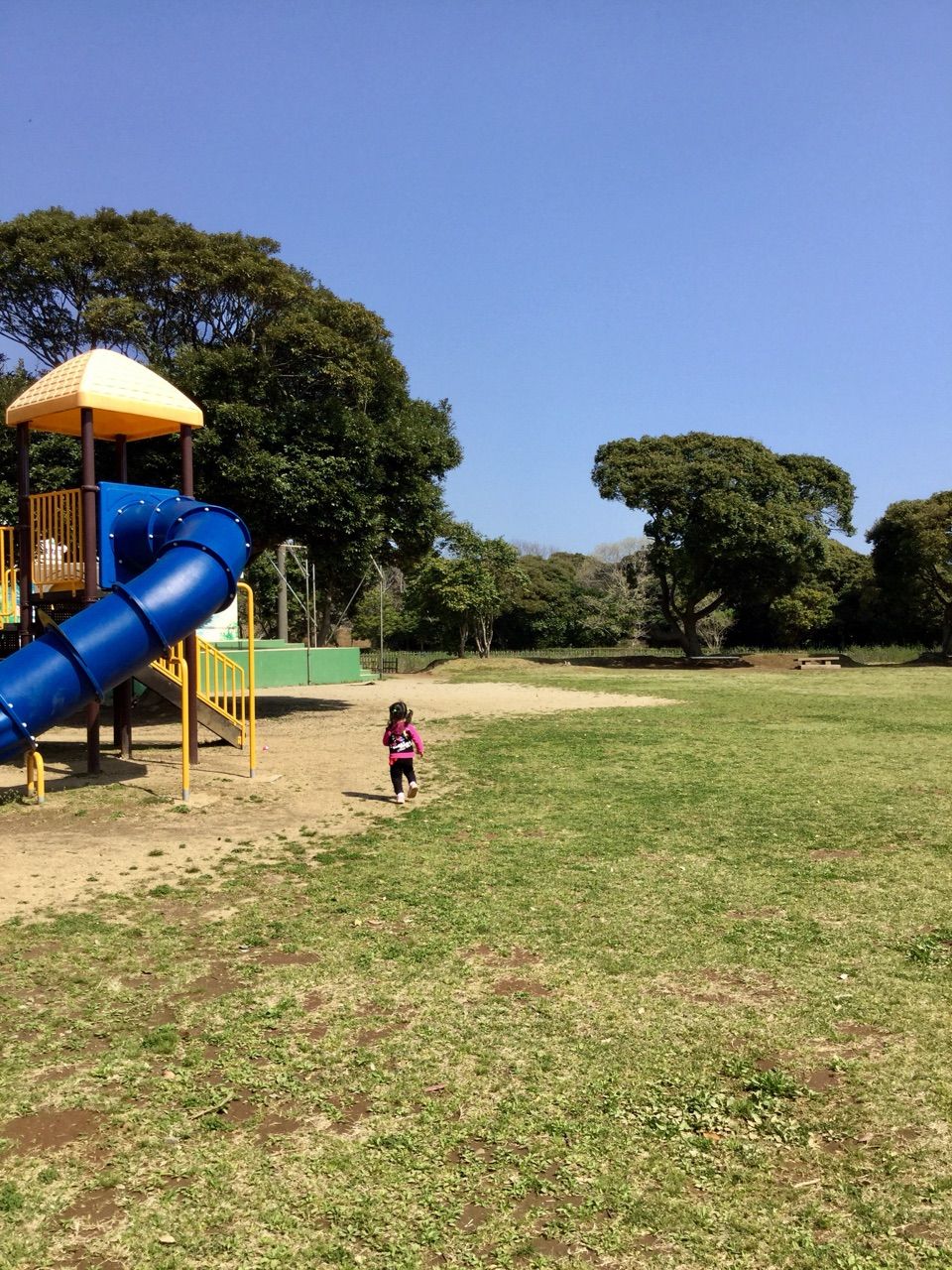 鹿嶋市内の桜 はまなす公園 茨城東海岸 鹿嶋市内の桜 はまなす公園 茨城東海岸
