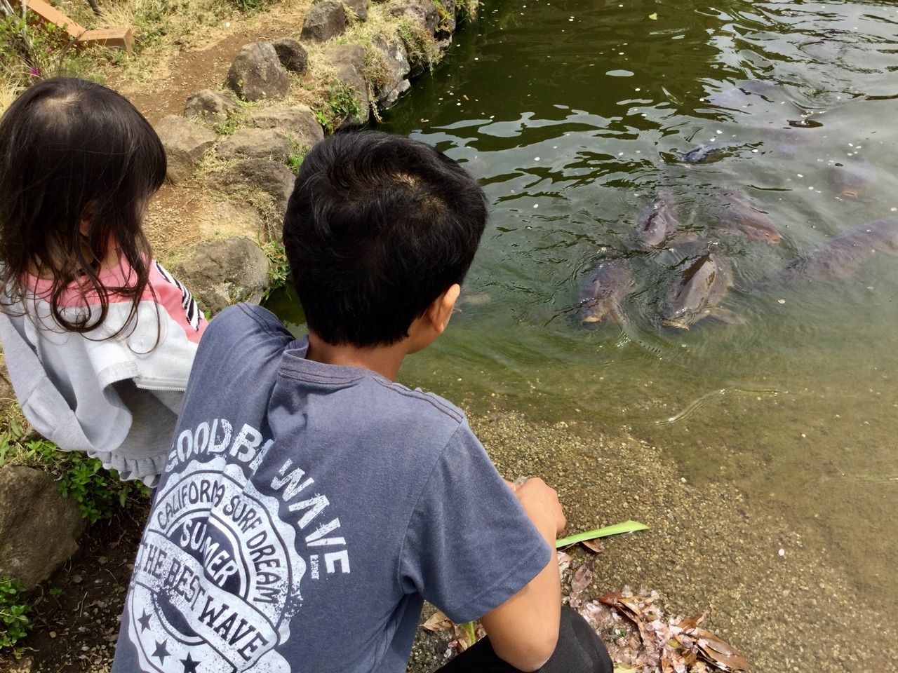 鯉に餌をあげてる兄妹 茨城東海岸