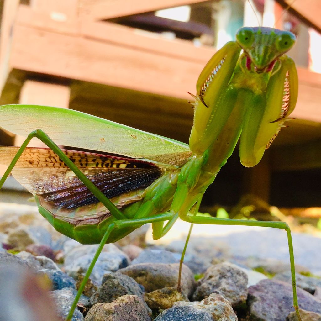 カマキリ 茨城東海岸