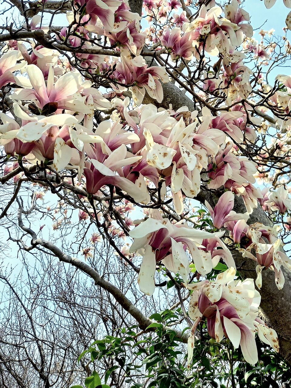 木蓮 茨城東海岸
