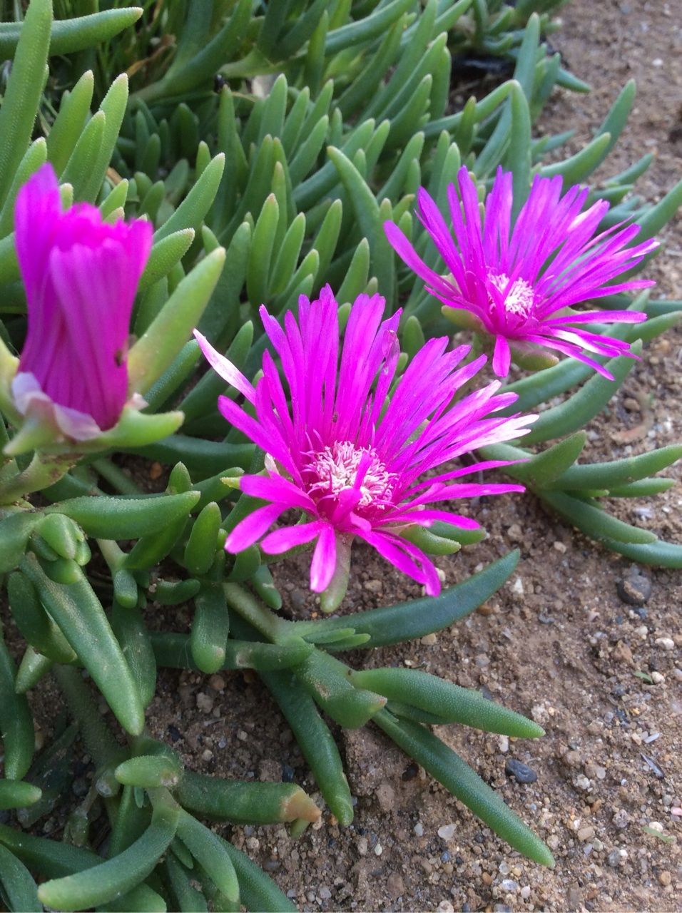 5月下旬の庭の花 茨城東海岸 5月下旬の庭の花 茨城東海岸