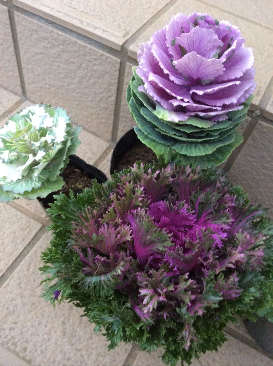 花 9 葉牡丹 茨城東海岸