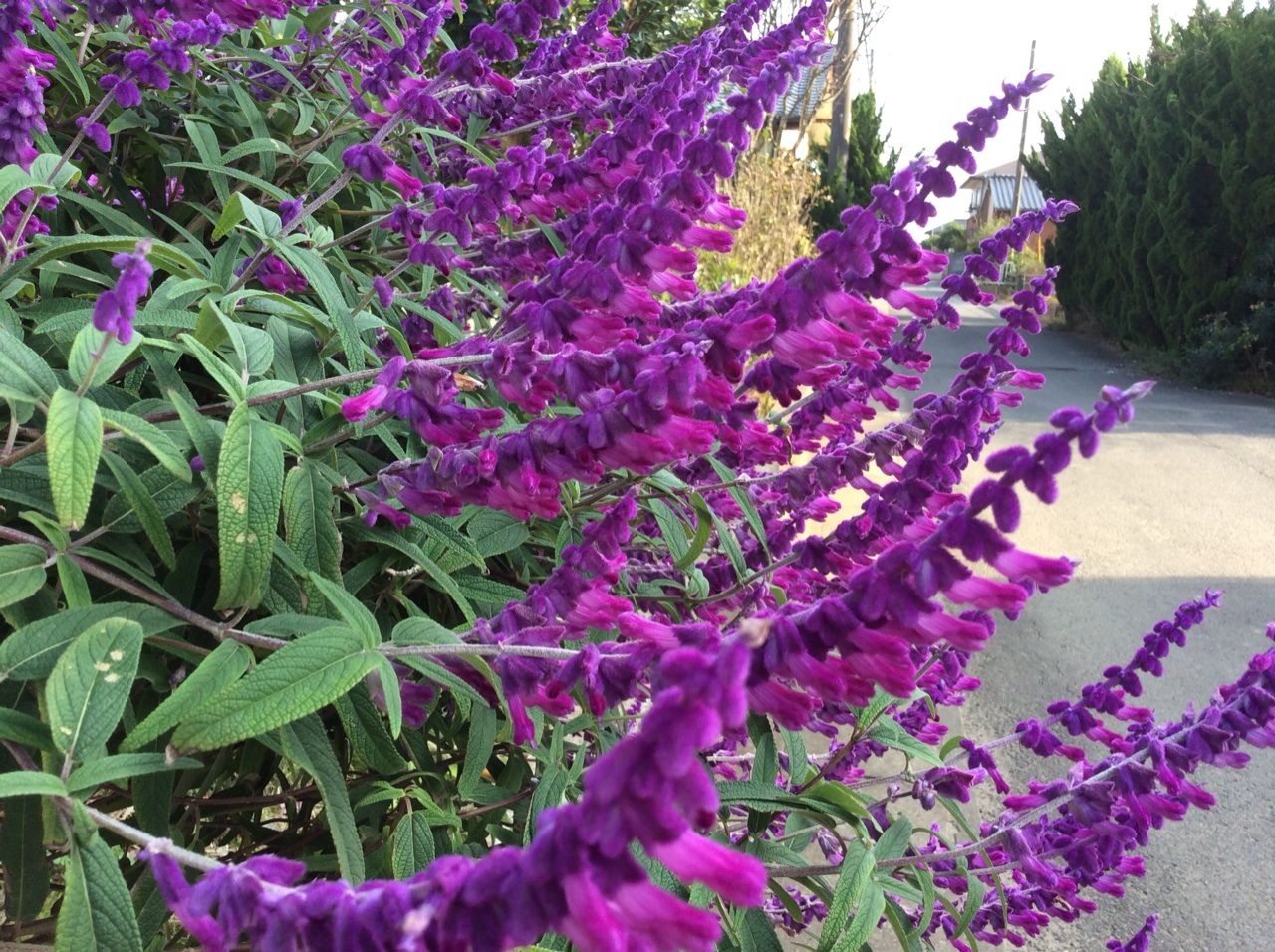 自宅周辺の散歩花 茨城東海岸