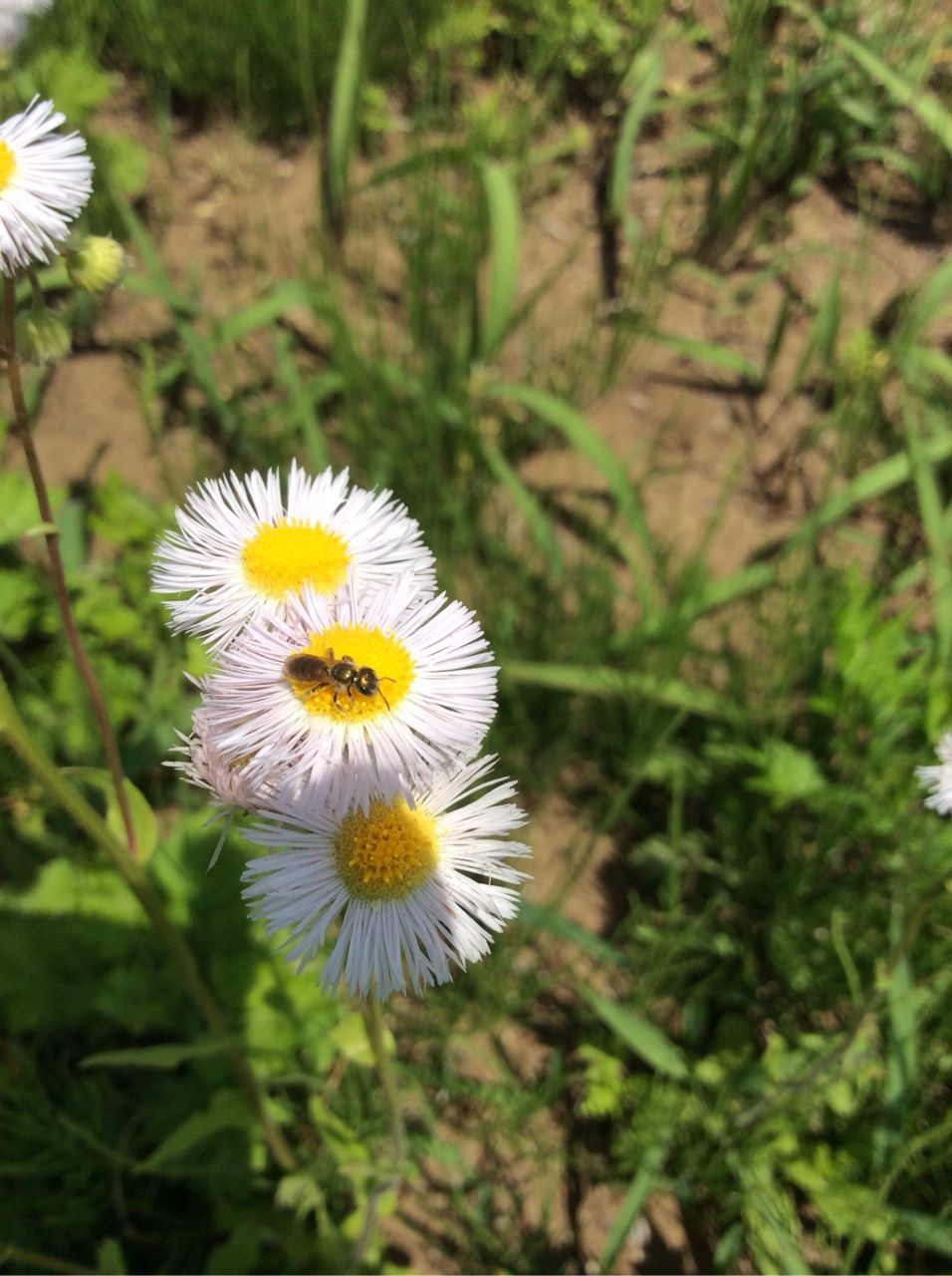 花 １４ ハルジオン 茨城東海岸
