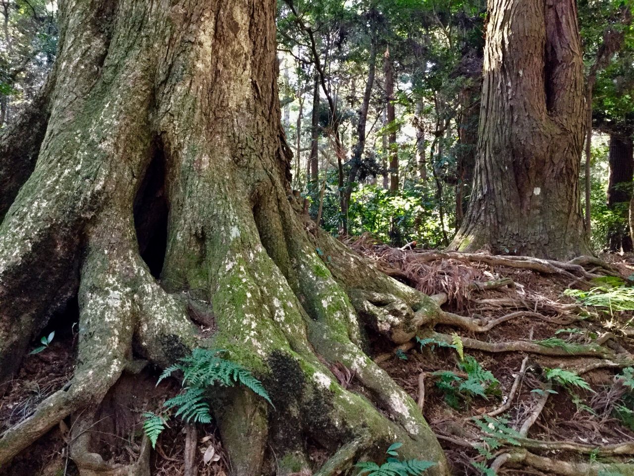 鹿島神宮樹叢 : 茨城東海岸