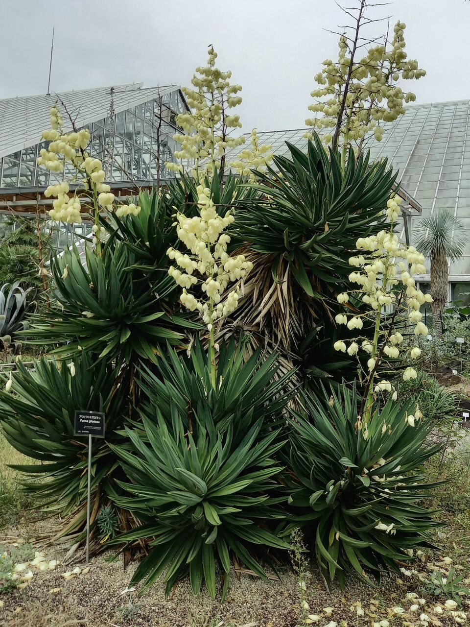 キミガヨラン 茨城東海岸