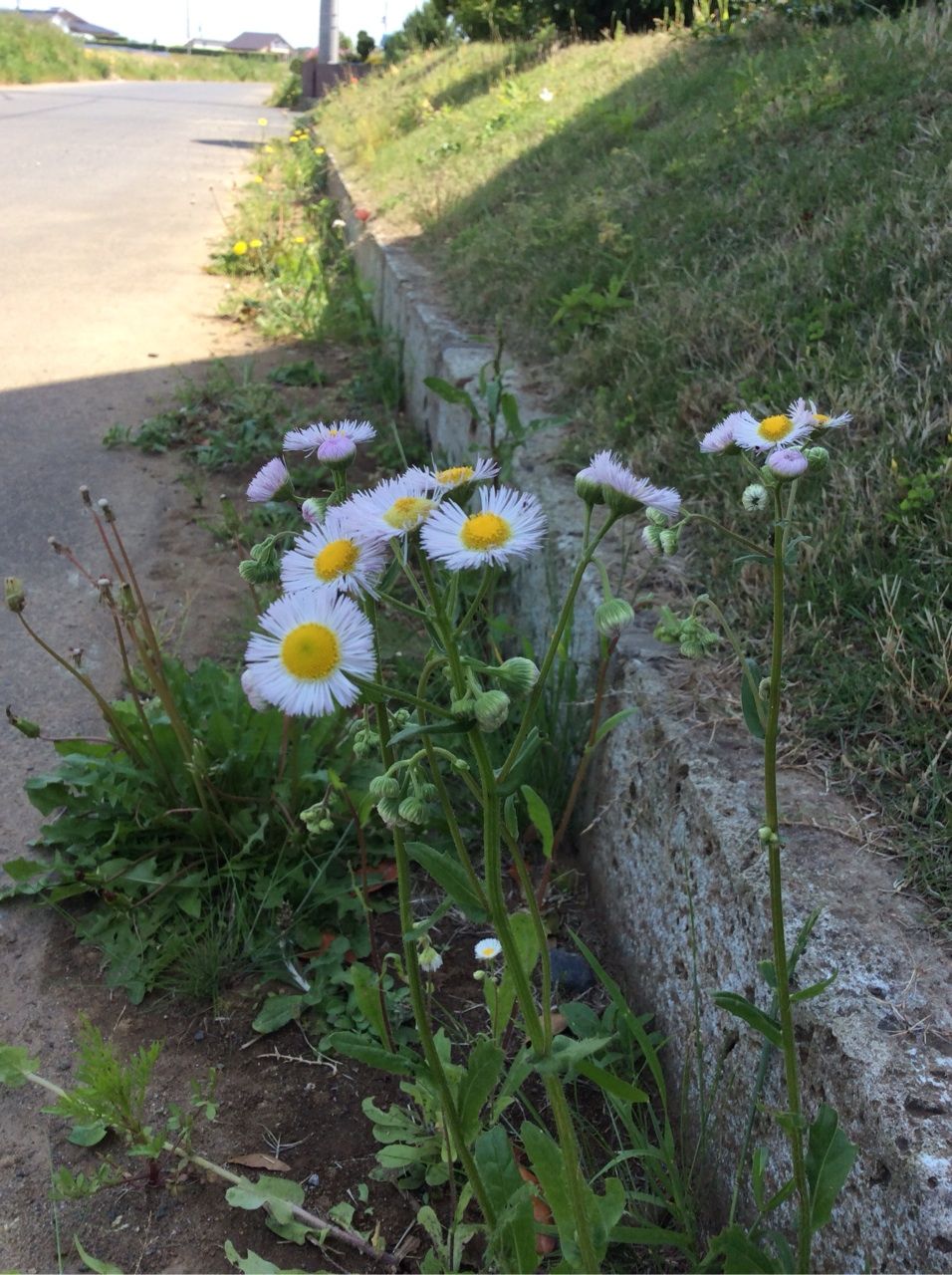 花 １４ ハルジオン 茨城東海岸