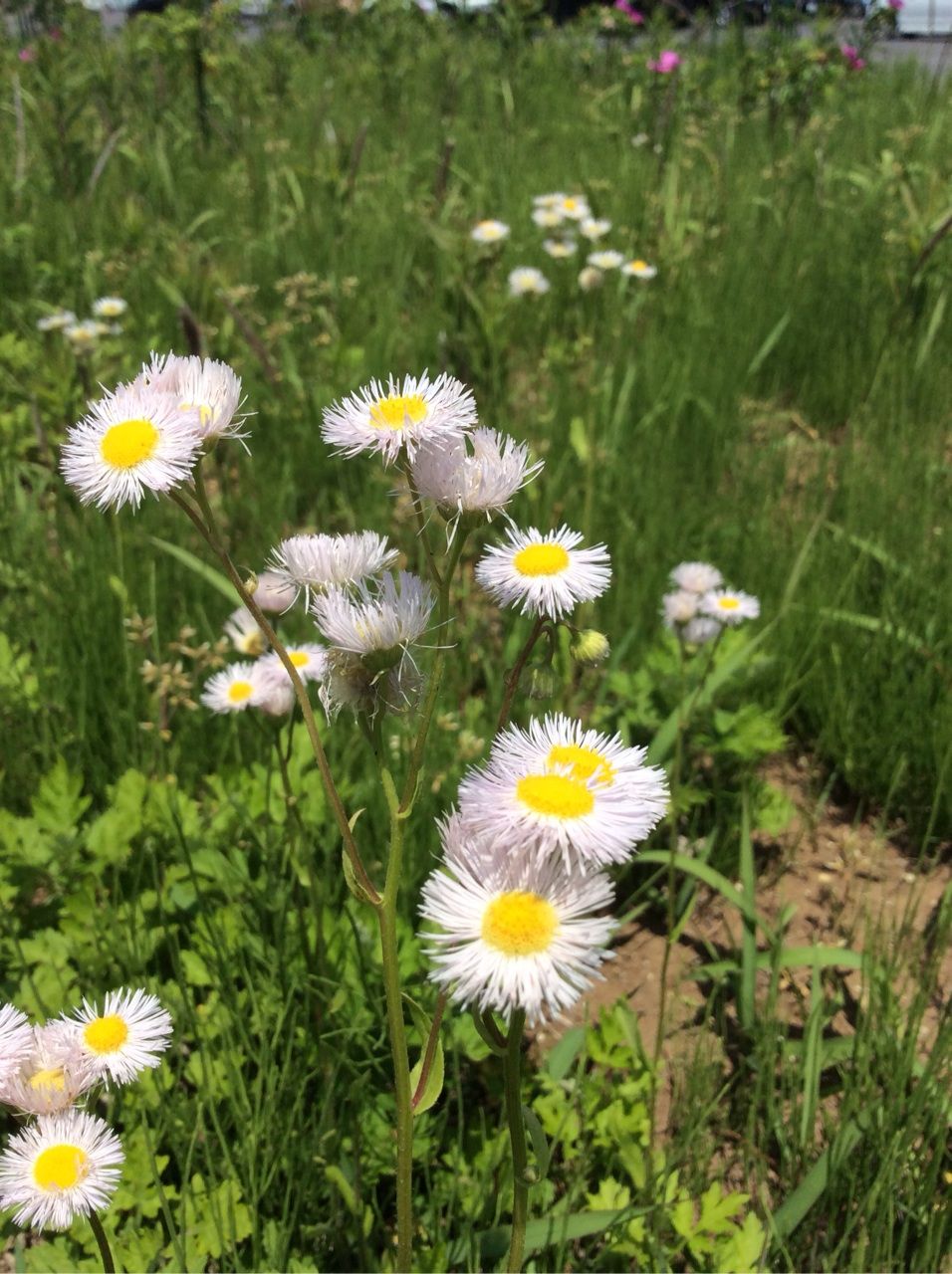 花 １４ ハルジオン 茨城東海岸