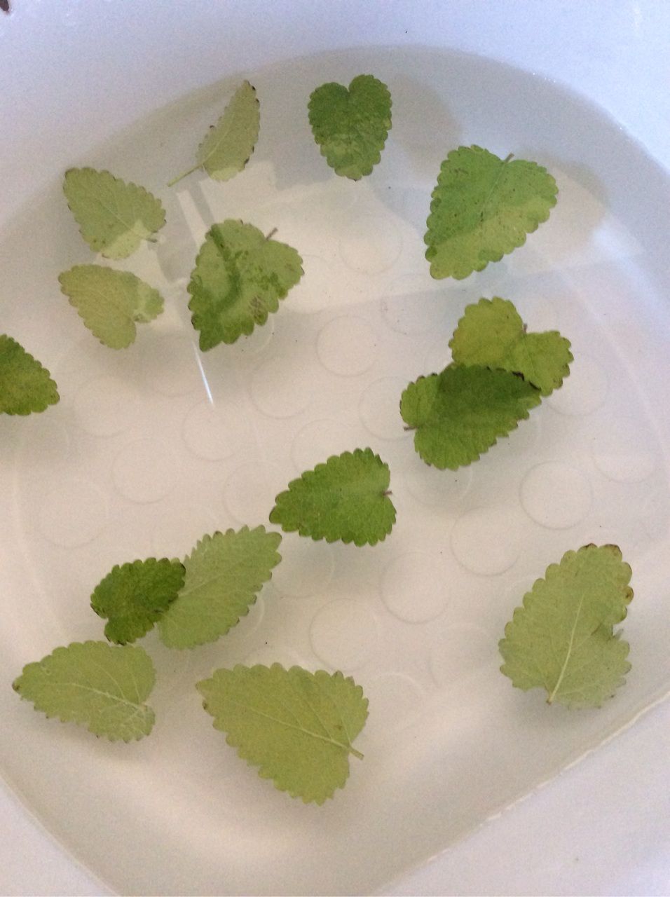 花 11 レモンバーム 茨城東海岸