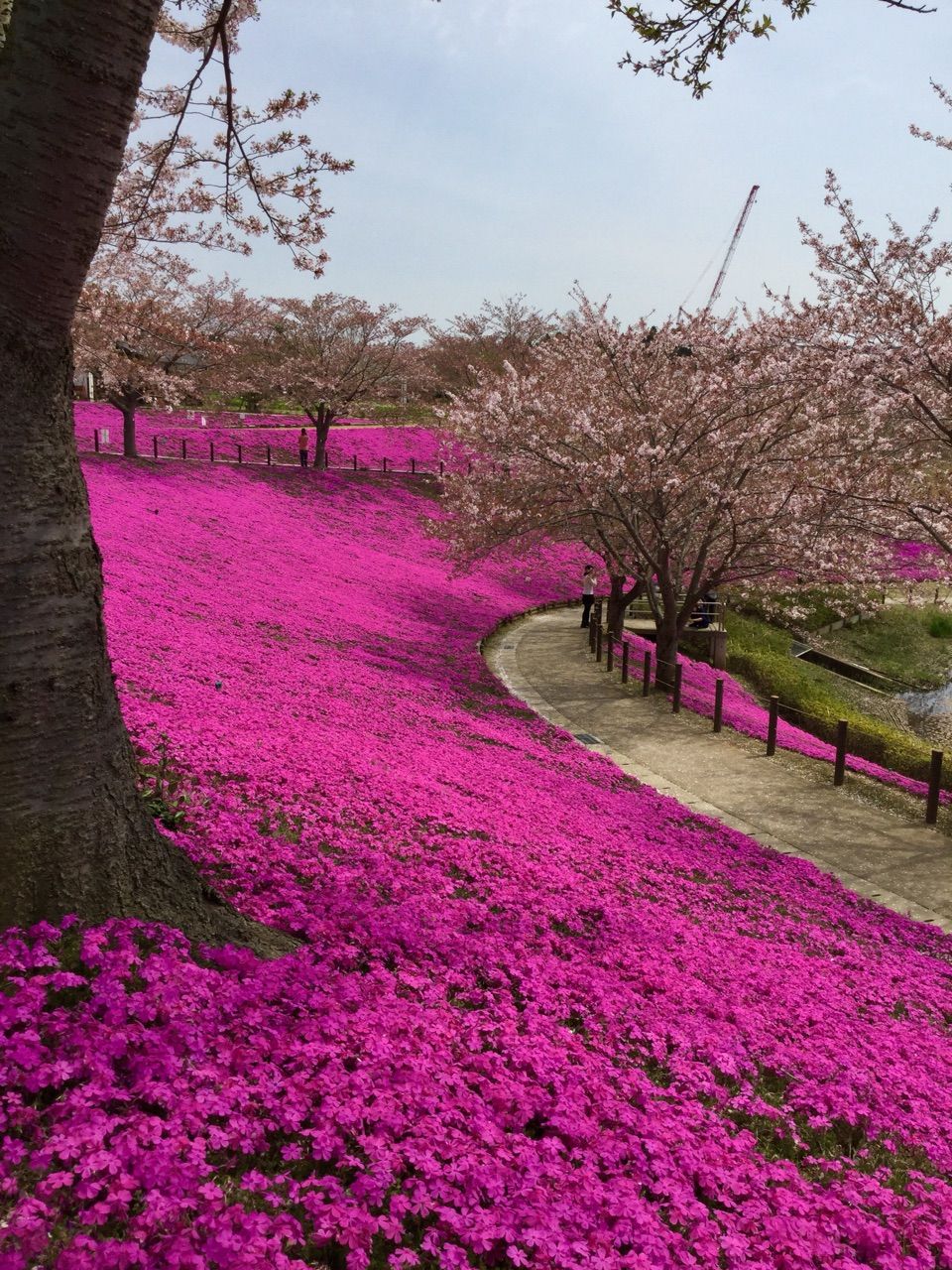 牛久大仏の芝桜 茨城東海岸 牛久大仏の芝桜 茨城東海岸