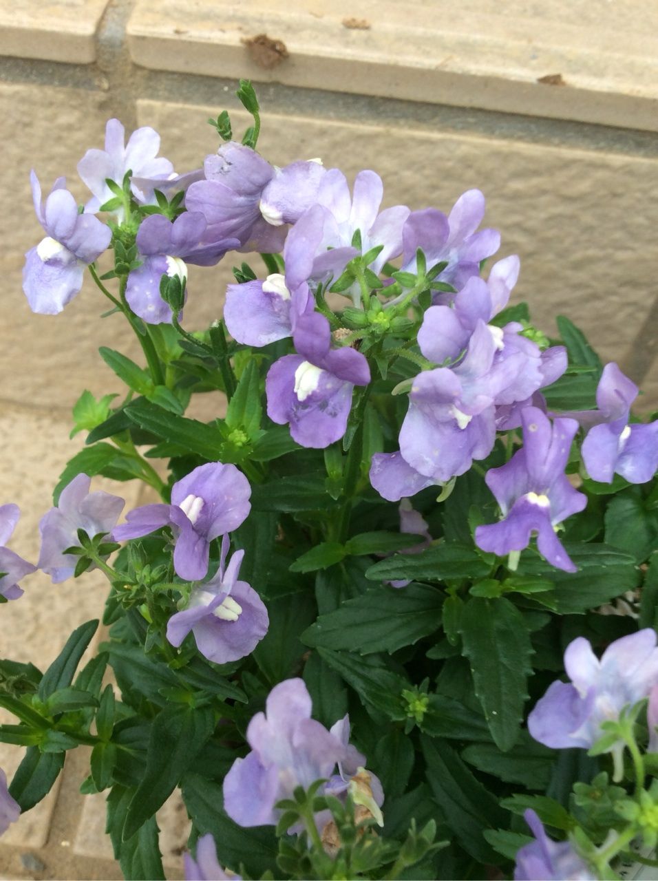 冬に咲く花 茨城東海岸