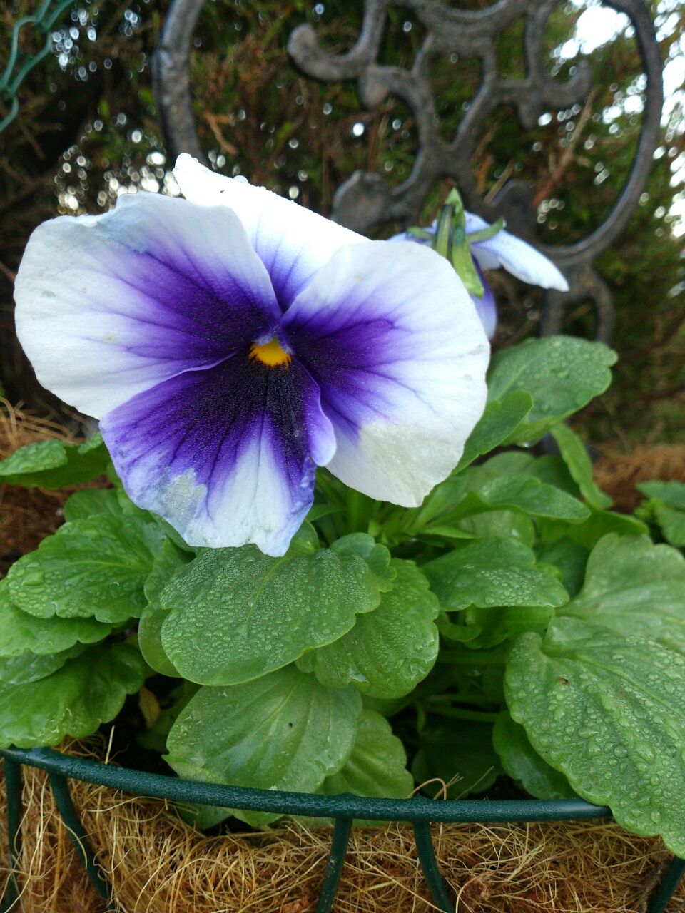 11月の庭の花 花期が長い花 茨城東海岸