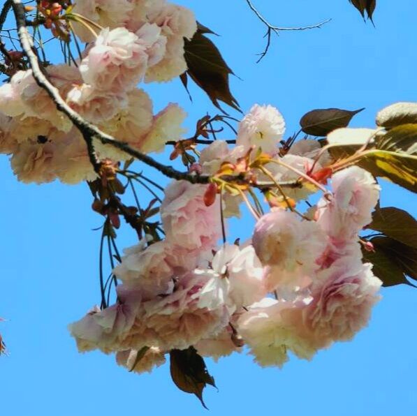 桜の季節 茨城東海岸 桜の季節 茨城東海岸