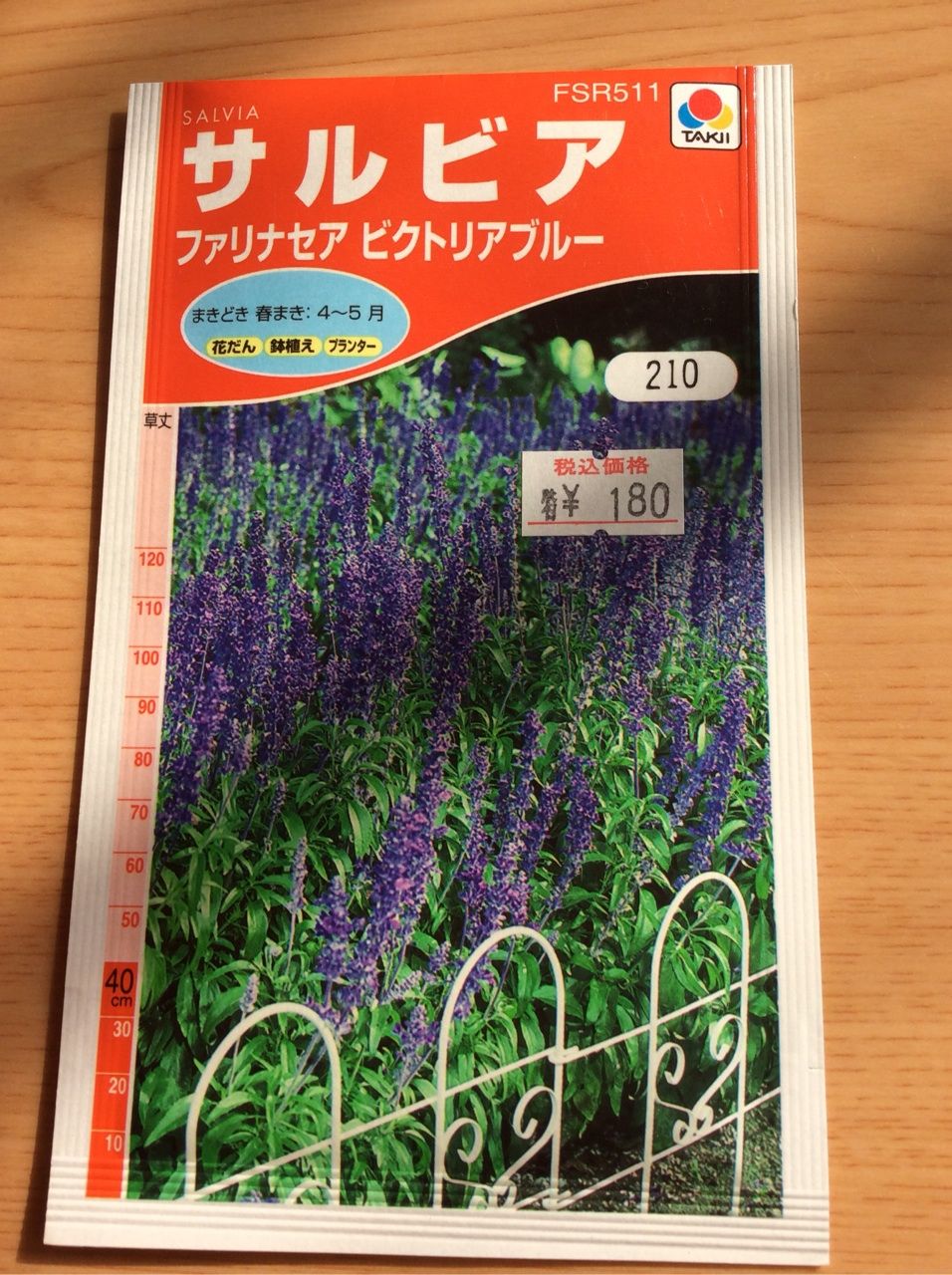 ブルーサルビア 種まき失敗 茨城東海岸 ブルーサルビア 種まき失敗 茨城東海岸
