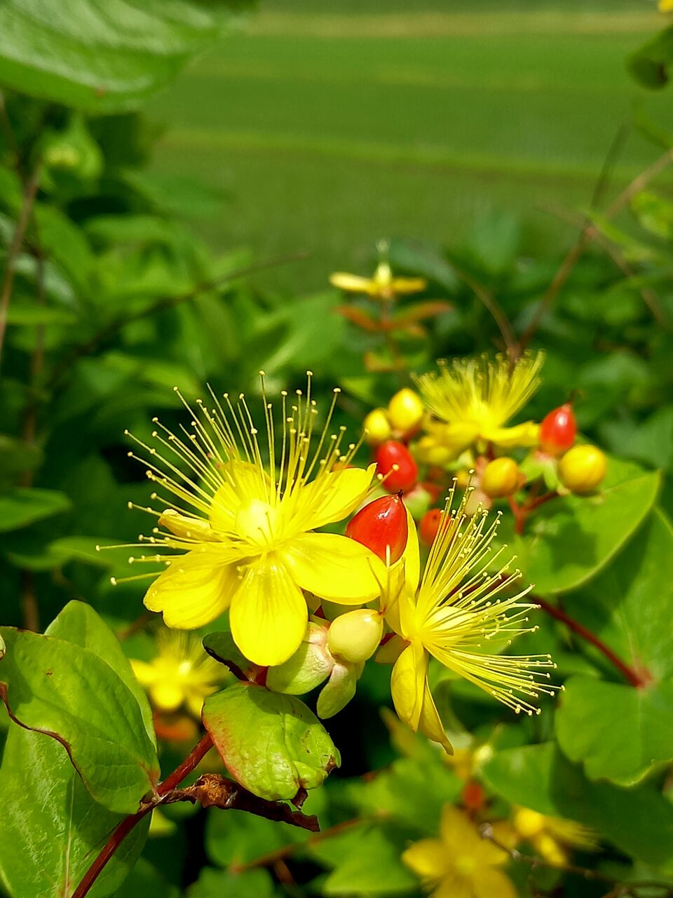ヒペリカム 茨城東海岸