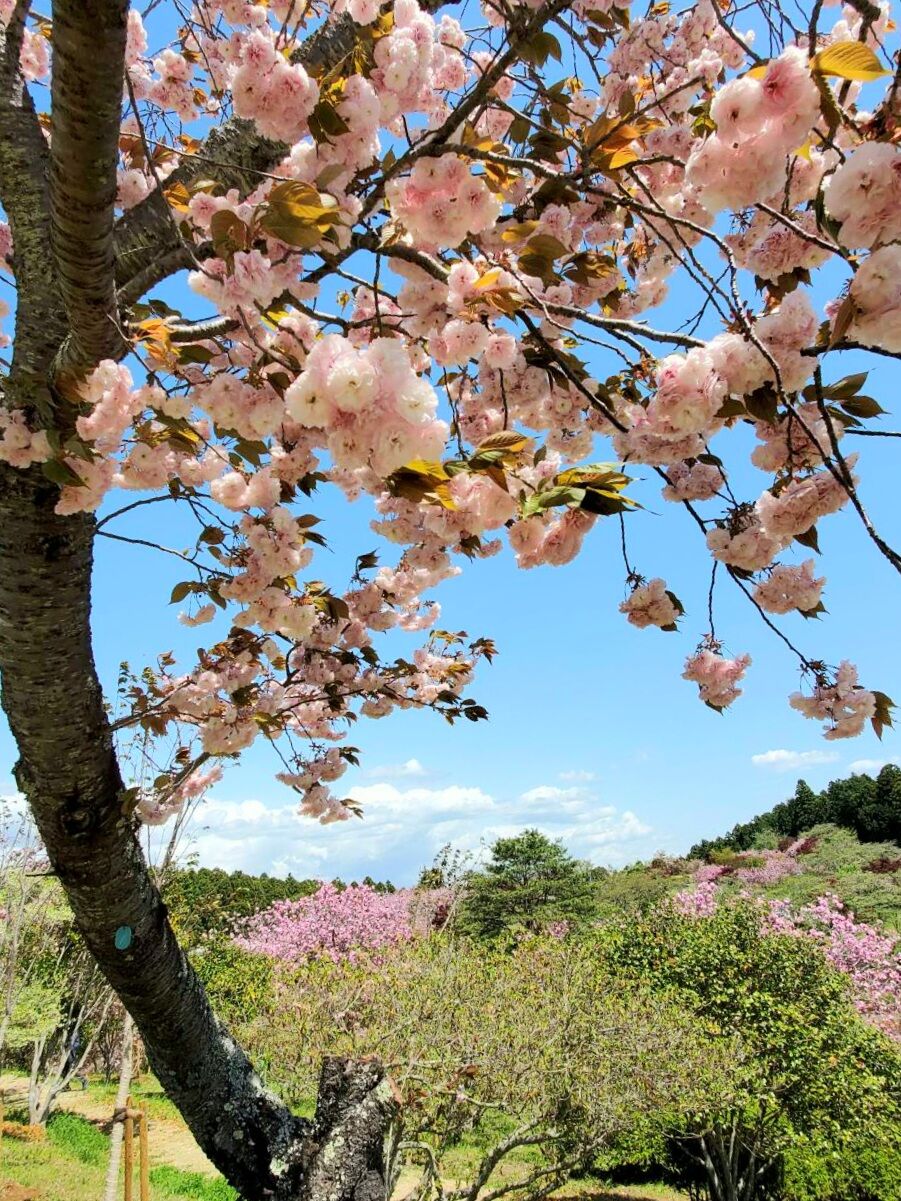 桜の季節 茨城東海岸 桜の季節 茨城東海岸