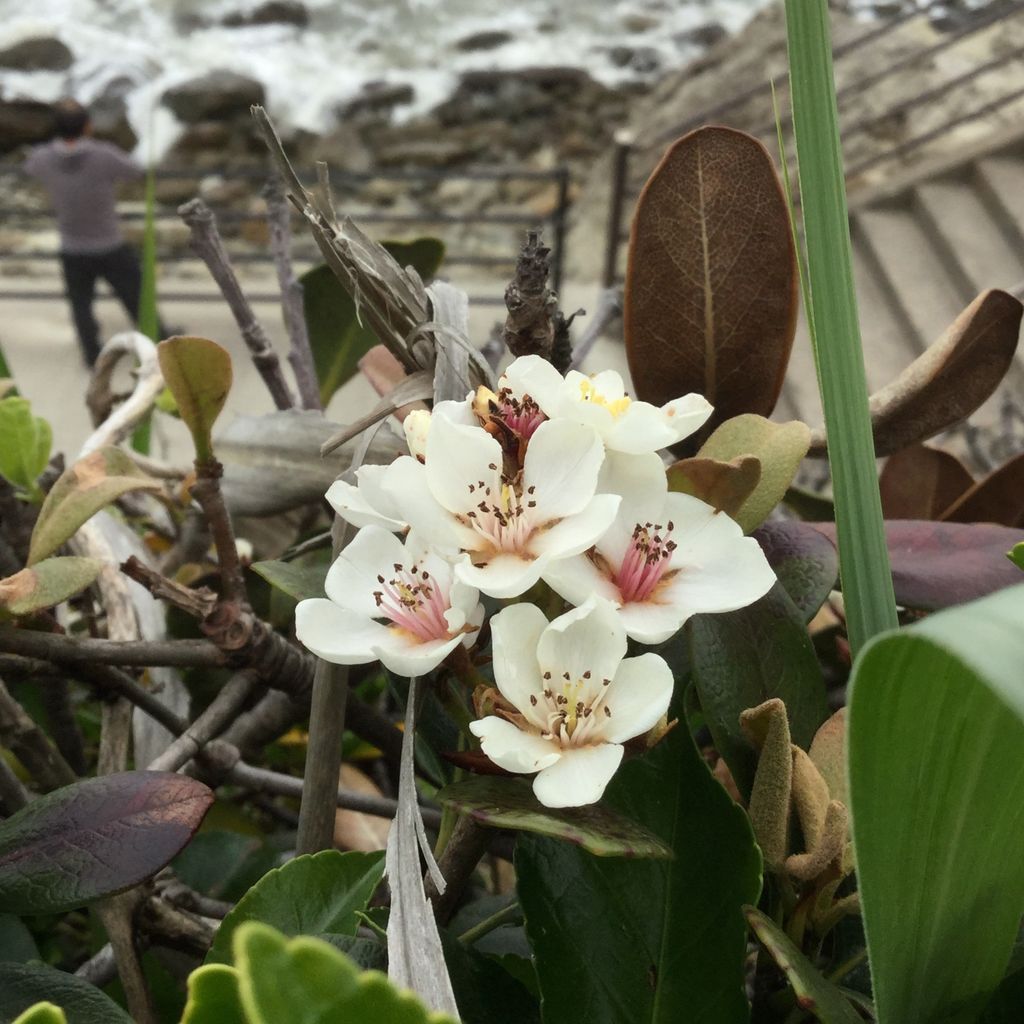犬吠埼と海浜植物 茨城東海岸