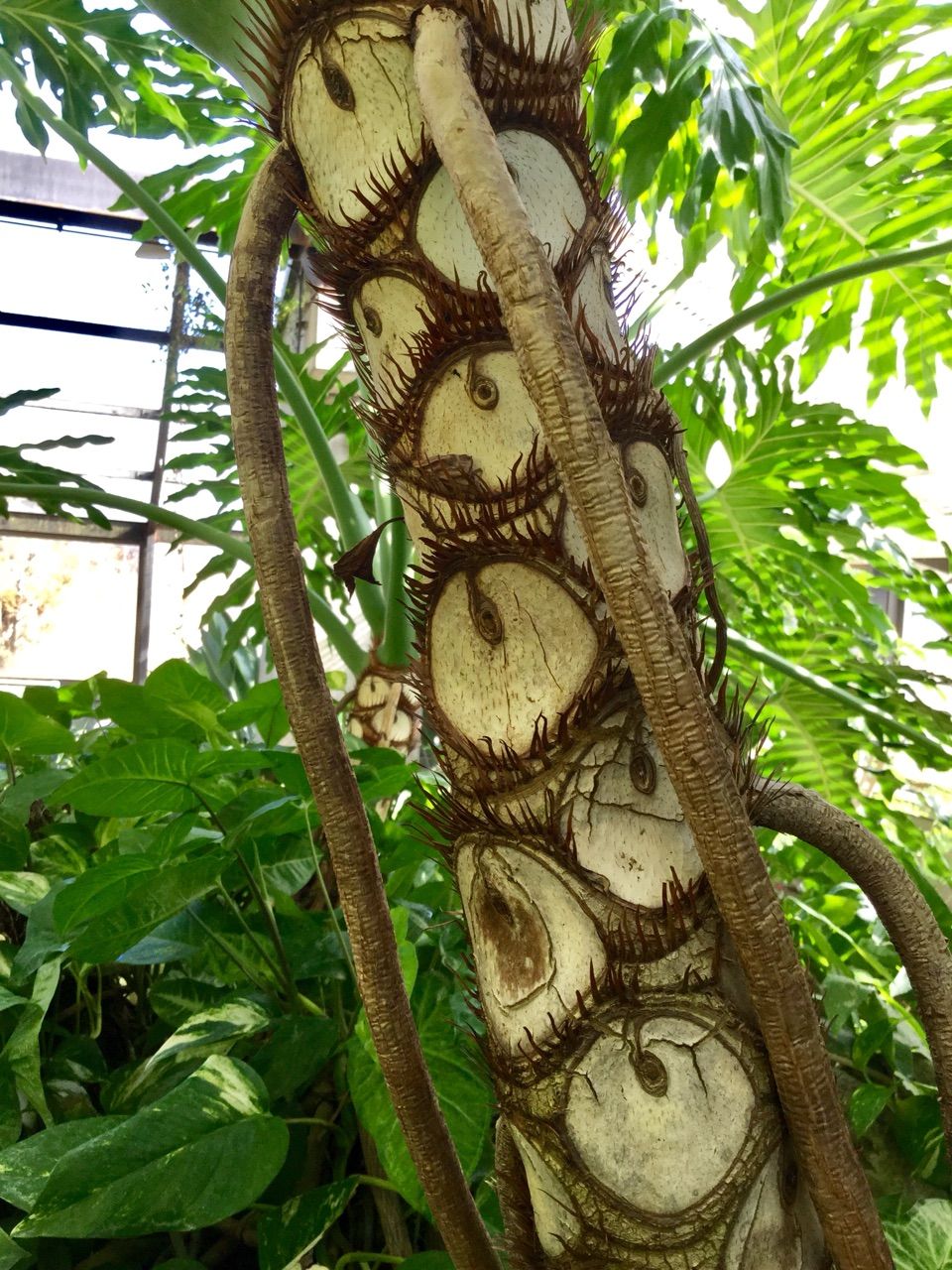 水戸市植物公園の温室の花 茨城東海岸