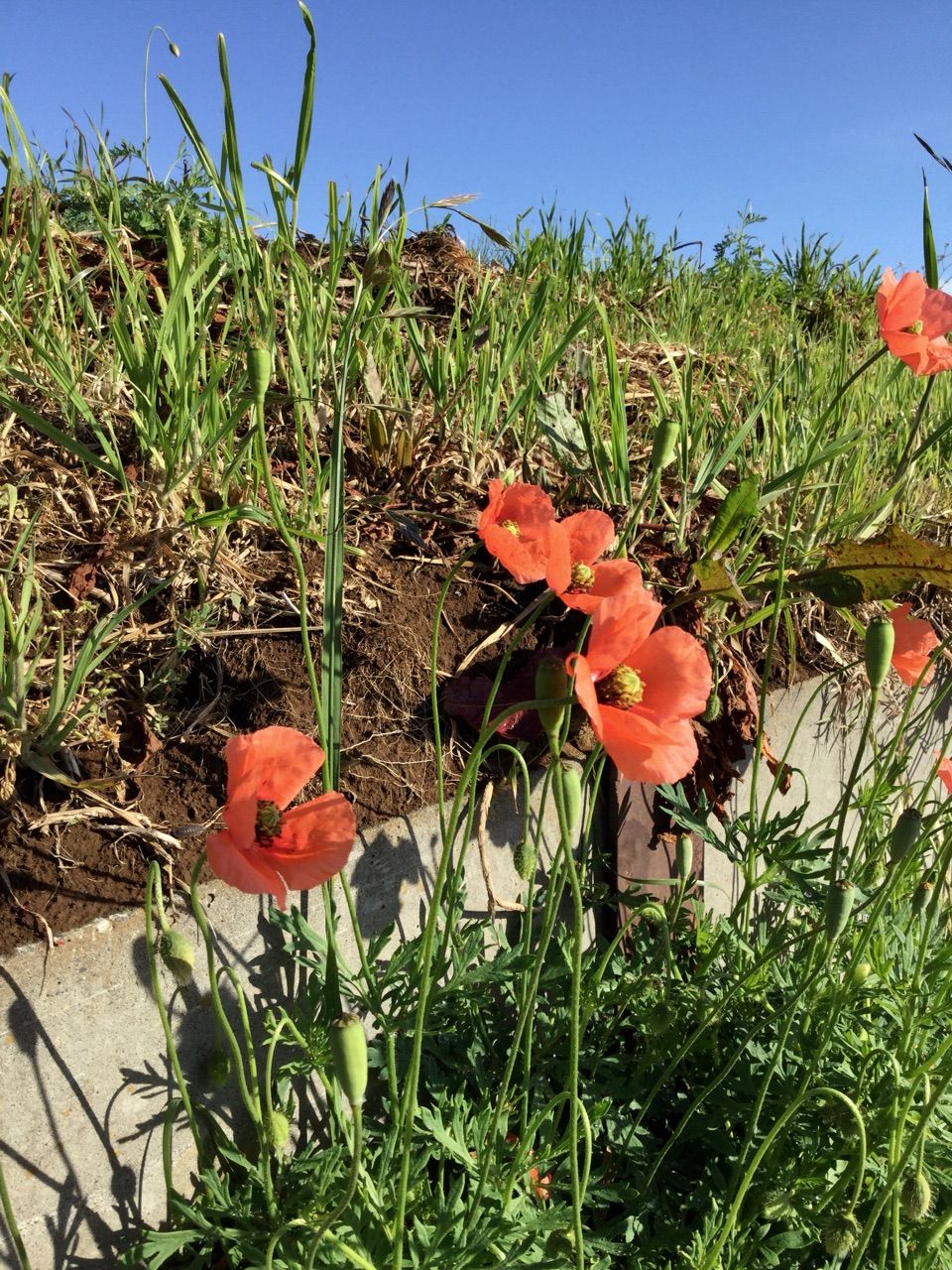 新着ナガミヒナゲシ 花 言葉 最高の花の画像 新着ナガミヒナゲシ 花 言葉 最高の花の画像