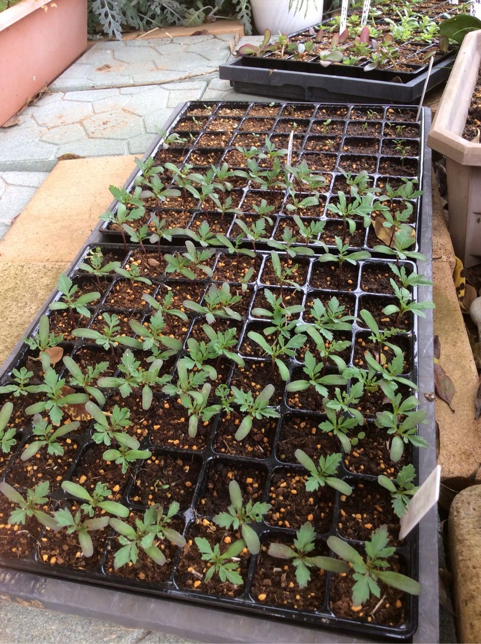 ポーチュラカ 根が出てきました 茨城東海岸