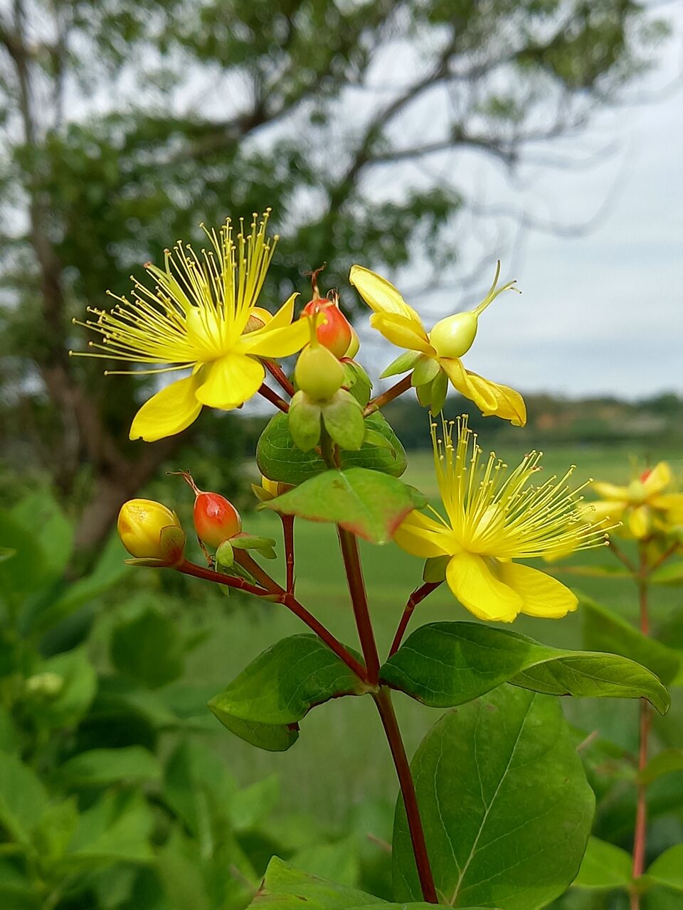 ヒペリカム 茨城東海岸
