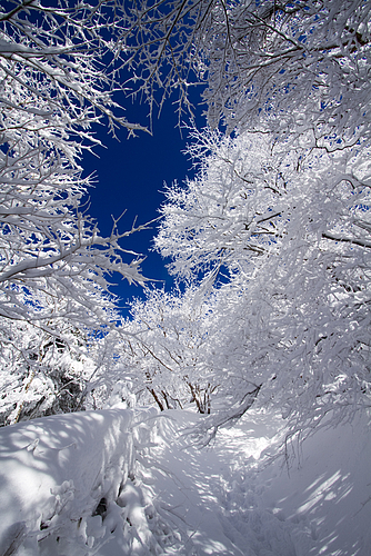 201202_山上ヶ岳の霧氷3 201202_山上ヶ岳の霧氷3