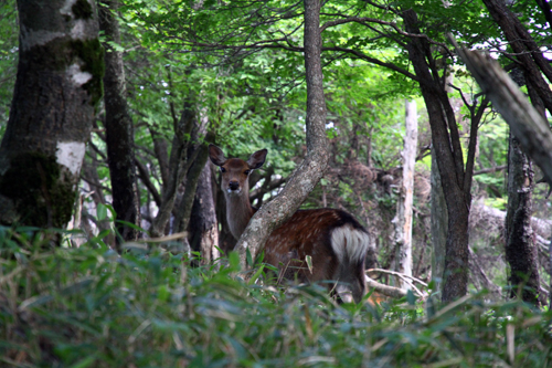 野生の鹿