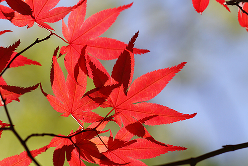 季節はずれな紅葉 季節はずれな紅葉