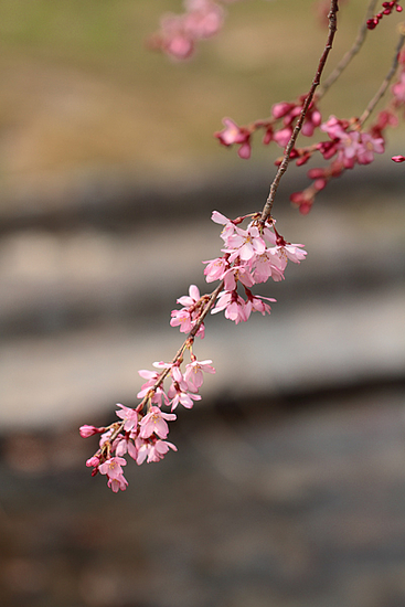 桜20110402 桜20110402