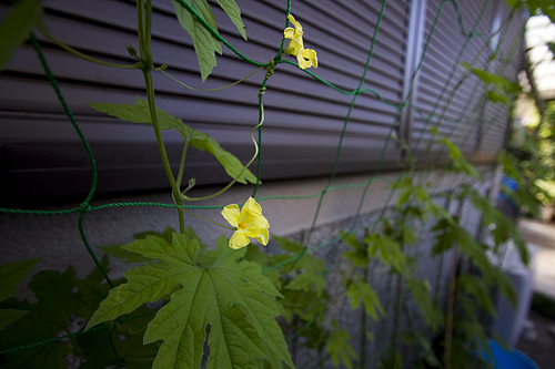 ゴーヤの花 ゴーヤの花