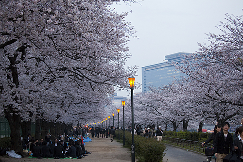 お花見_天満橋 お花見_天満橋