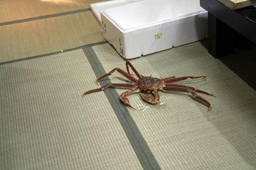 活け蟹