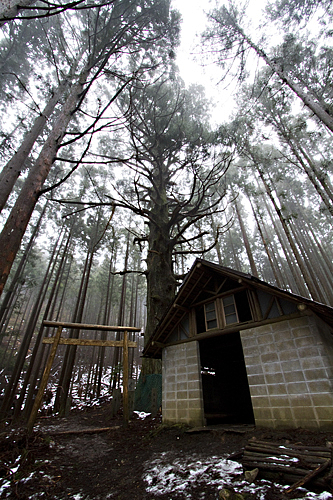 高見山_高見杉_20120121 高見山_高見杉_20120121