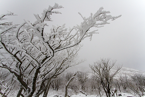 藤原岳_霧氷 藤原岳_霧氷