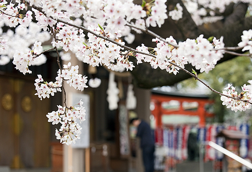 高津宮の桜と参拝者 高津宮の桜と参拝者