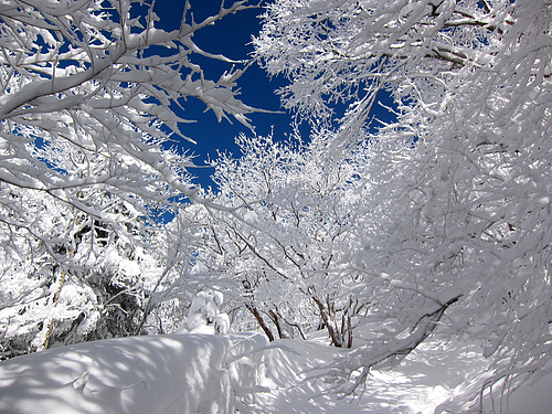 201202_山上ヶ岳の霧氷2 201202_山上ヶ岳の霧氷2